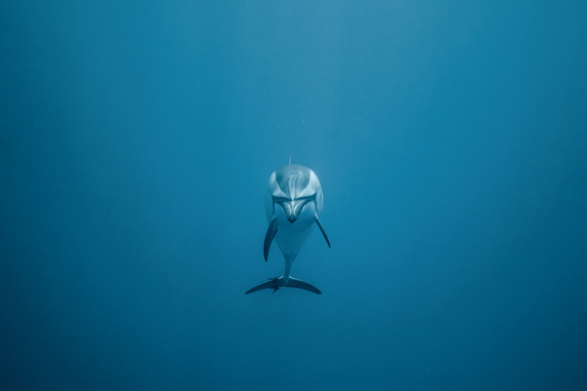 Zum Dolphin Encounter