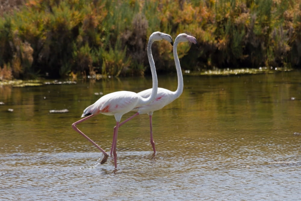 Roteiro Algarve Parque Da Ria Formosa